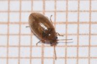 Contacyphon variabilis