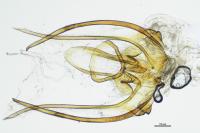 Contacyphon variabilis
