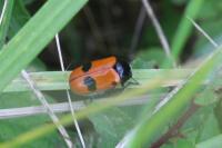 Clytra laeviuscula