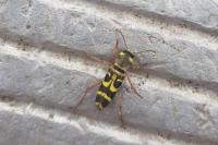 Xylotrechus arvicola