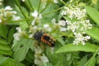 Harmonia axyridis