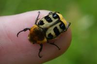 Trichius gallicus