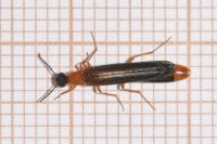 Lymexylon navale