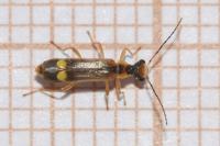 Malthinus seriepunctatus