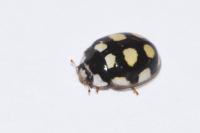 Oenopia lyncea