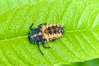 Harmonia axyridis