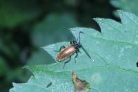 Lagria hirta