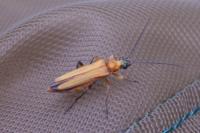 Oedemera podagrariae