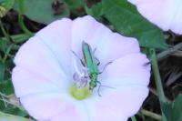 Oedemera nobilis