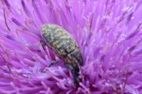 Rhinocyllus conicus