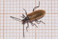 Lagria hirta