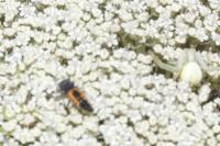 Harmonia axyridis