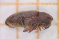 Gastrallus laevigatus
