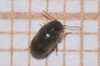 Mesocoelopus niger