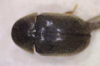 Mesocoelopus niger
