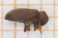 Anobium