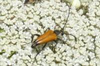Stictoleptura fulva