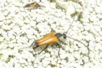 Stictoleptura fulva