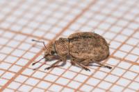 Strophosoma melanogrammum