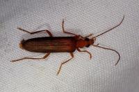 Nacerdes carniolica