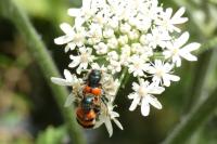 Trichodes apiarius
