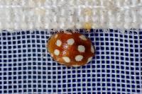 Vibidia duodecimguttata