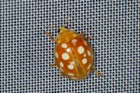 Halyzia sedecimguttata