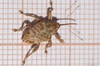 Curculio pellitus