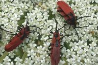 Lygistopterus sanguineus