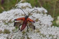 Stictoleptura cordigera