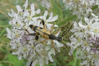 Rutpela maculata