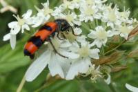Trichodes apiarius