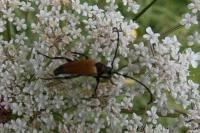Stictoleptura fulva