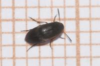 Anaspis frontalis