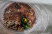 Cetonischema speciosissima