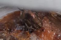Potosia fieberi