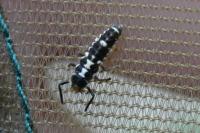 Propylea quatuordecimpunctata