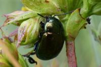 Chrysolina hyperici