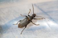 Stictoleptura scutellata