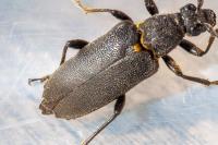 Stictoleptura scutellata