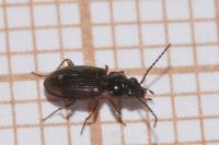 Bembidion lunulatum