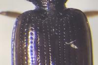 Bembidion lunulatum