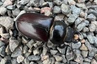 Lucanus cervus