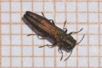 Agrilus angustulus