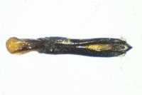 Agrilus angustulus