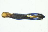 Agrilus angustulus