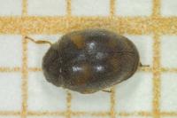 Nephus quadrimaculatus