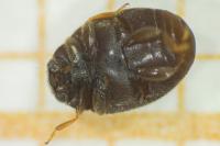 Nephus quadrimaculatus