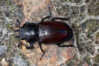 Lucanus cervus