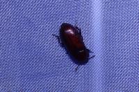 Uloma culinaris